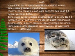 Эндемики Байкала, слайд 6