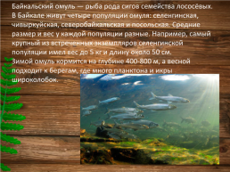 Эндемики Байкала, слайд 8