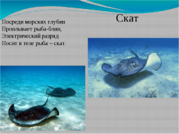 Тайны подводного мира, слайд 4