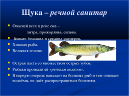 Рыбы Чувашии, слайд 3
