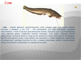 Рыбы Чувашии, слайд 7
