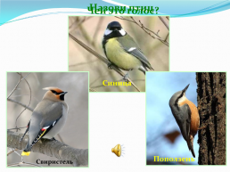 1 Апреля – Международный день птиц., слайд 23
