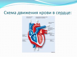 Система кровообращения человека, слайд 7