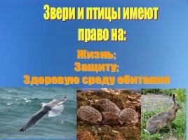 Родники и птицы озера Джарылгач и его побережья, слайд 4