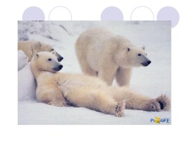 Белый медведь, слайд 12