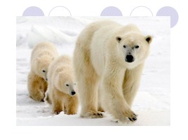 Белый медведь, слайд 15