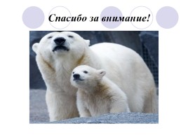 Белый медведь, слайд 17