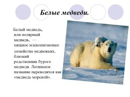 Белый медведь, слайд 3