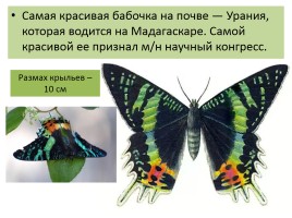 Бабочки, слайд 19