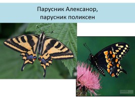 Бабочки, слайд 27