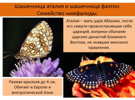 Бабочки, слайд 35