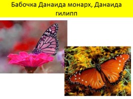 Бабочки, слайд 48