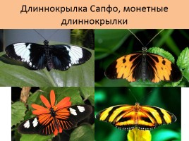 Бабочки, слайд 53