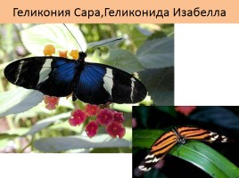 Бабочки, слайд 54