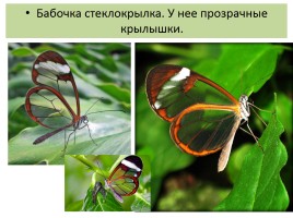 Бабочки, слайд 55
