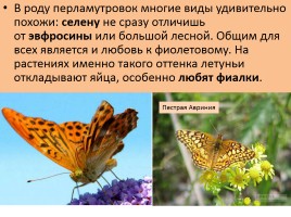 Бабочки, слайд 58