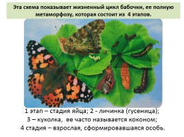 Бабочки, слайд 6