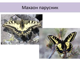 Бабочки, слайд 66