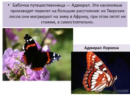 Бабочки, слайд 67