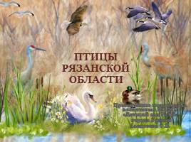 Птицы Рязанской области, слайд 1