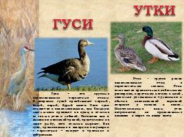 Птицы Рязанской области, слайд 10