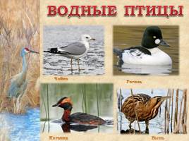 Птицы Рязанской области, слайд 11
