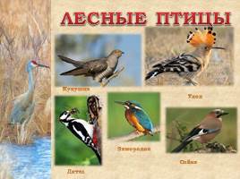 Птицы Рязанской области, слайд 12