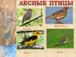 Птицы Рязанской области, слайд 13