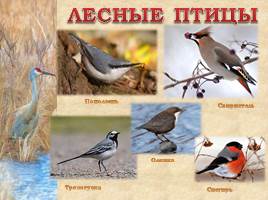 Птицы Рязанской области, слайд 14