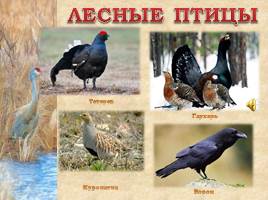Птицы Рязанской области, слайд 15