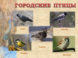 Птицы Рязанской области, слайд 16