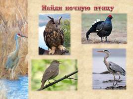 Птицы Рязанской области, слайд 18