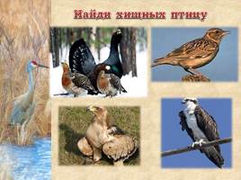 Птицы Рязанской области, слайд 19
