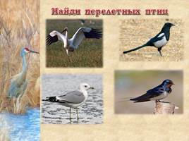 Птицы Рязанской области, слайд 20
