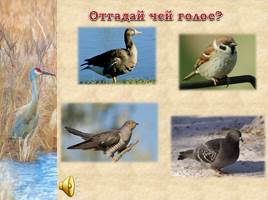 Птицы Рязанской области, слайд 21