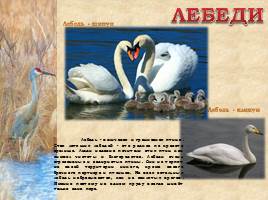 Птицы Рязанской области, слайд 9