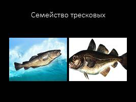 Классификация рыб по семействам, слайд 13