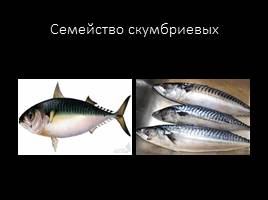 Классификация рыб по семействам, слайд 17