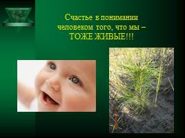 В защиту зеленой красавицы - Елки, слайд 19