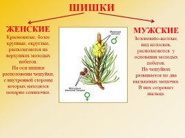 Голосеменные растения, слайд 15