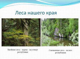 Растения леса, слайд 3