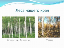 Растения леса, слайд 5