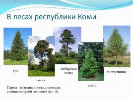 Растения леса, слайд 8