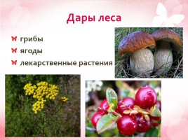 Дары леса - грибы, слайд 2