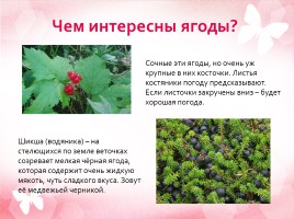 Дары леса - ягоды, слайд 4