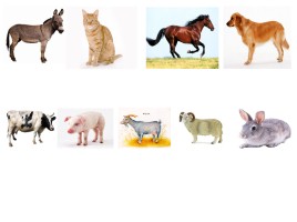 Домашние животные, слайд 9