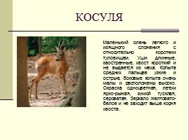 Животные Красной книги Шушенского района, слайд 15