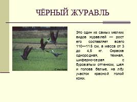 Животные Красной книги Шушенского района, слайд 8