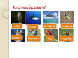 Многообразие животных, слайд 4