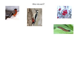 Зимующие птицы, слайд 16